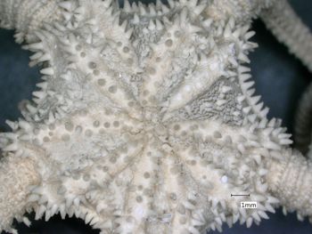 Media type: image; Invertebrate Zoology OPH-2795